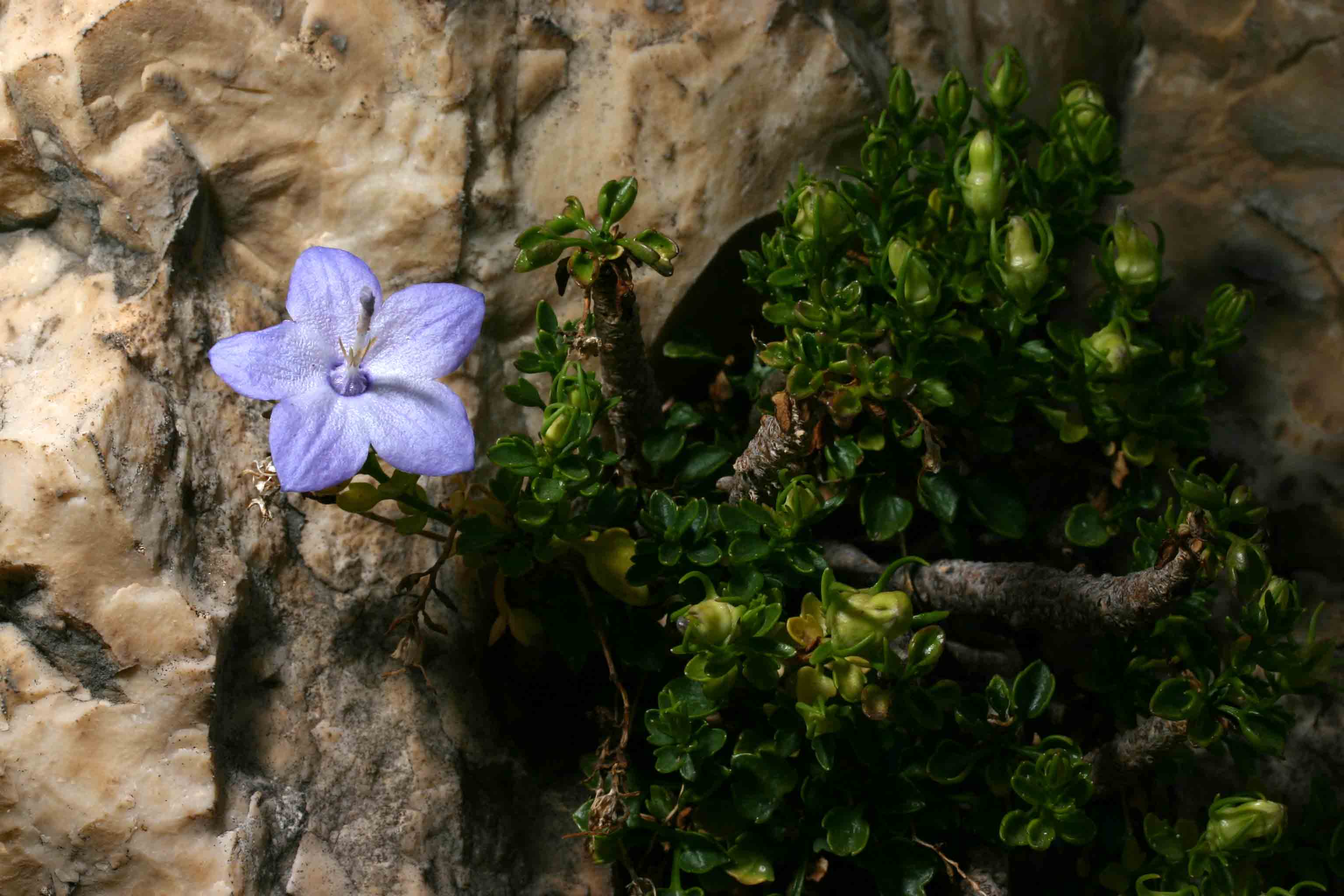 Campanula fragilis subsp. cavolinii / Campanula di Cavolini